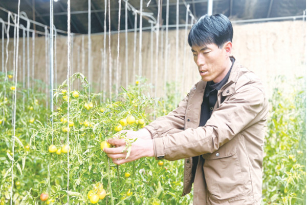 平羅縣高莊鄉同進村草莓西紅柿迎來了豐收季
