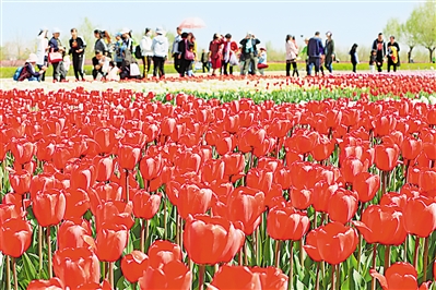     紅色——銀川花博園里盛開的郁金香紅似火焰。寧夏把良好生態環境作為最普惠的民生福祉，還百姓綠水青山，不斷滿足人民日益增長的優美生態環境需要。                 本報記者 馬楠 攝