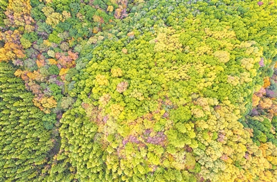 秋高氣爽，六盤山層林盡染。
